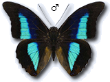 MU