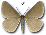 Minoa murinata