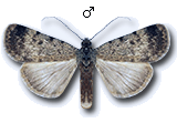 Autophila (Autophila) asiatica