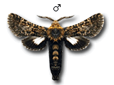 Stygia australis