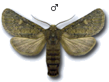 MU