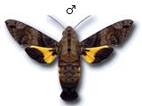 MU