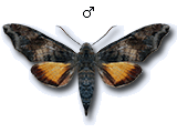 MU