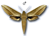 MU