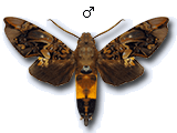 MU