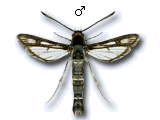 Pyropteron (Synansphecia) meriaeformis