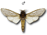 MU