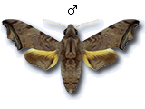 MU