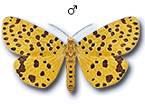 MU