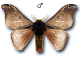 MU