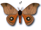 MU