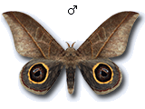 MU