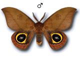 MU