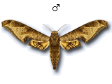MU