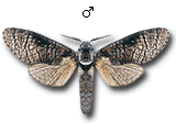 MU
