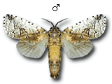 MU