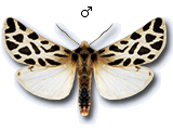 Cymbalophora rivularis