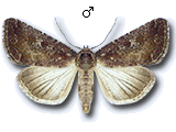 Condicinae
