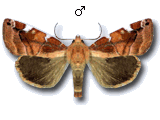 Cosmia (Cosmia) diffinis