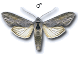 Cucullia umbratica