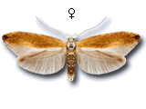 Argyresthia (Argyresthia) abdominalis