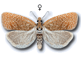 Celypha rufana