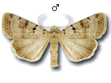 Eugnorisma (Metagnorisma) depuncta