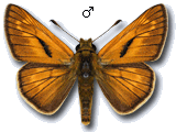 Hesperiinae