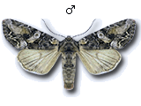 Lacanobia (Dianobia) contigua