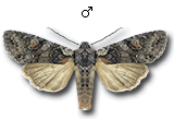 Lithophane (Lithophane) consocia