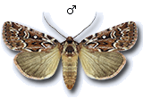 Lycophotia porphyrea