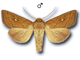 Mythimna (Mythimna) conigera