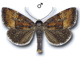 Photedes captiuncula