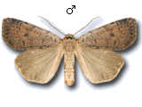 Protolampra sobrina