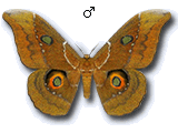 MU
