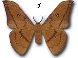 MU