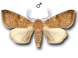 Xanthia (Cirrhia) ocellaris