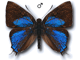MU