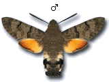 Macroglossinae