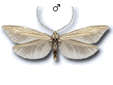 Coleophora otidipennella
