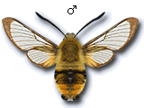 Hemaris (Eitschbergera) tityus