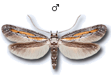 Ochromolopis ictella