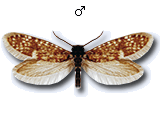 Eriocrania (Dyseriocrania) subpurpurella