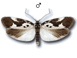 Ethmia quadrillella