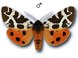 Arctiinae