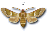 MU