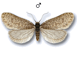 Dahlica triquetrella
