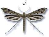 Amblyptilia punctidactyla