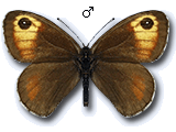 MU