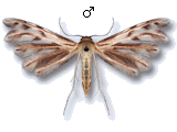 Wheeleria spilodactylus